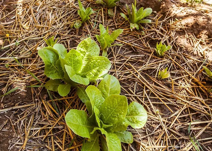 Torre Ulisse Bed and breakfast *